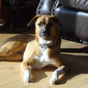 Meet your Posher, Liz